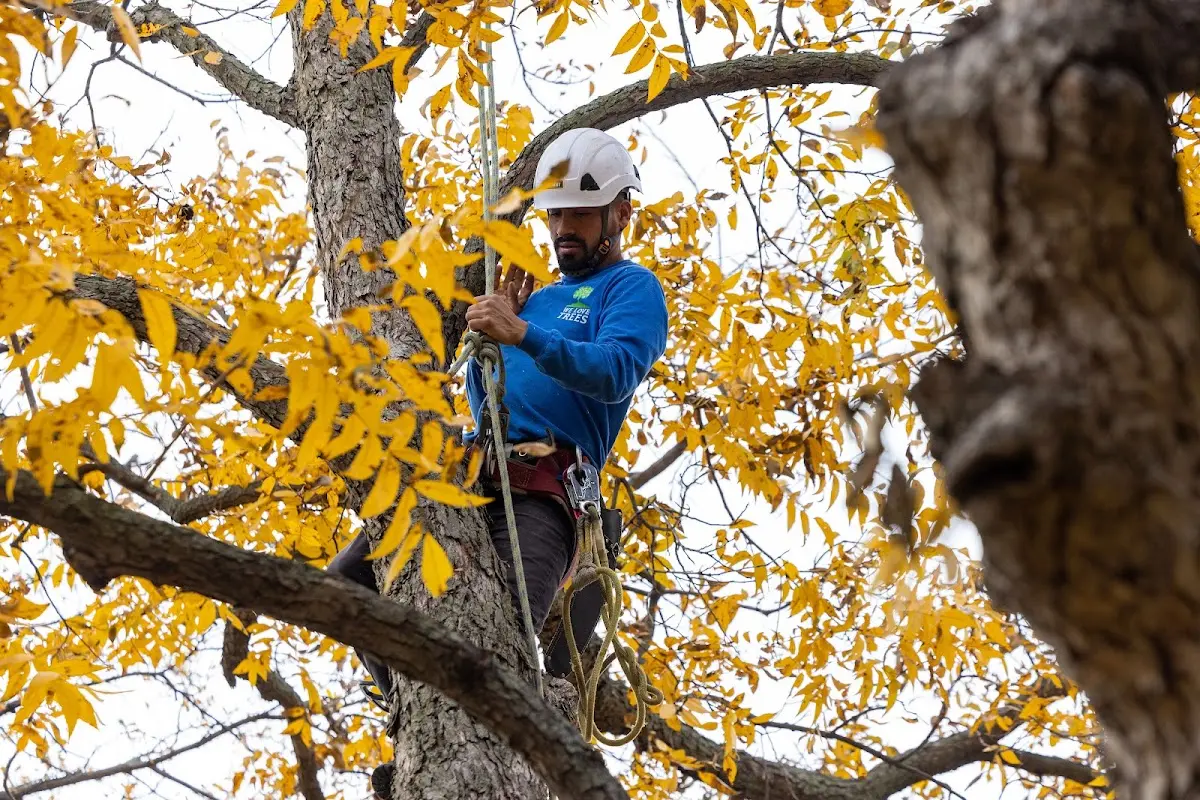 Skilled Tree Trimming crew working in Derry