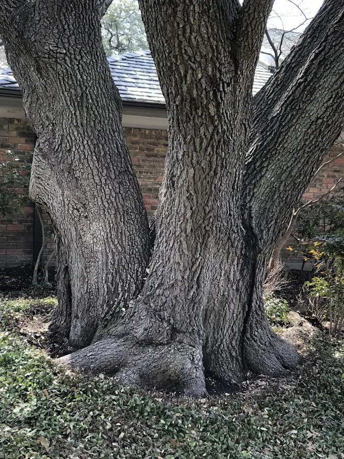 Mature heritage tree close to a Derry property cared for by certified arborists